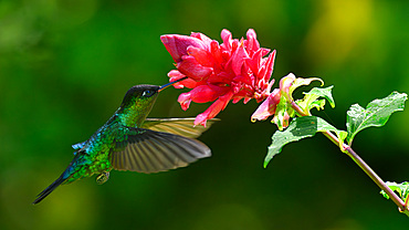 Fiery Throated hummingbird, Costa Rica, Central America