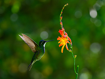 White throated mountain gem, Costa Rica, Central America