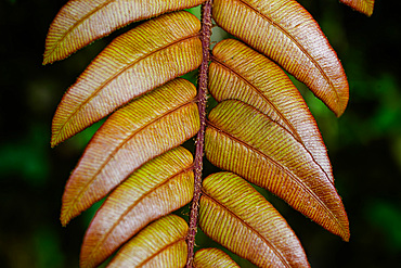 Leaf detail, Cloud Forest, Costa Rica, Central America