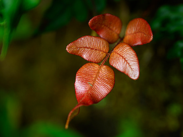 Leaf detail, Cloud Forest, Costa Rica, Central America