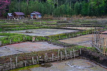 Nursery Rice Paddy Fields, Ziro Valley, Arunachal Pradesh, India, Asia