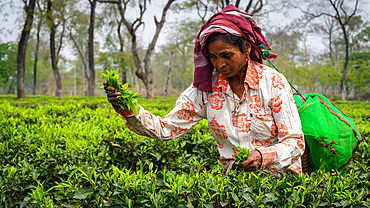 Tea Pickers, Guwahati, Assam, India, Asia