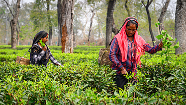 Tea Pickers, Guwahati, Assam, India, Asia