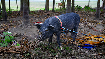 Tethered pig, Village life, Guwahati, Assam, India, Asia