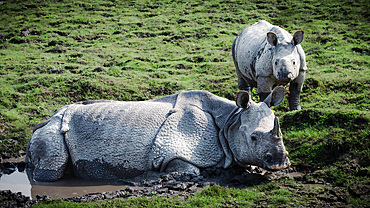 One Horned Rhino, Kaziranga National Park, Assam, India, Asia