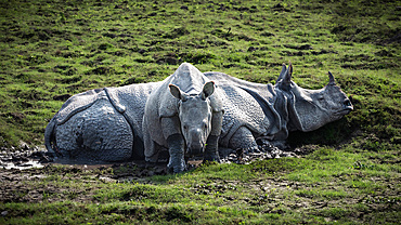 One Horned Rhino, Kaziranga National Park, Assam, India, Asia