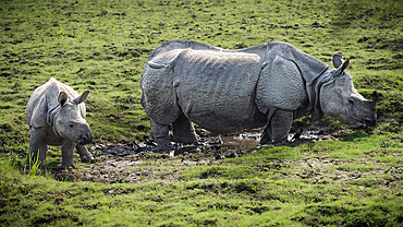 One Horned Rhino, Kaziranga National Park, Assam, India, Asia