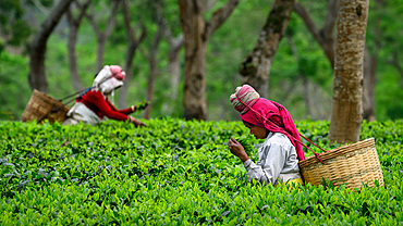 Tea Pickers, Guwahati, Assam, India, Asia