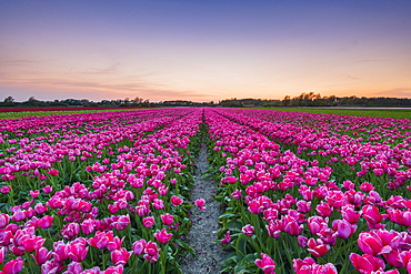 Tulip fields around Lisse, South Holland, The Netherlands, Europe