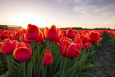 Tulip fields around Lisse, South Holland, The Netherlands, Europe