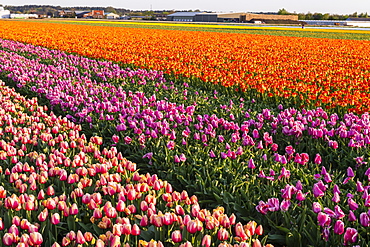 Tulip fields around Lisse, South Holland, The Netherlands, Europe