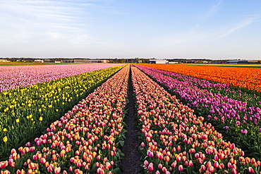 Tulip fields around Lisse, South Holland, The Netherlands, Europe