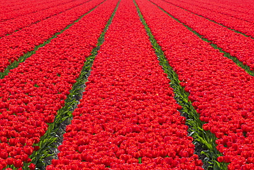 Tulips fields in Lisse, South Holland, The Netherlands, Europe