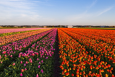 Tulip fields around Lisse, South Holland, The Netherlands, Europe