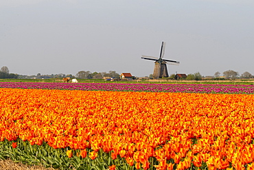 Tulip fields and Windmills, Lisse, South Holland, The Netherlands, Europe