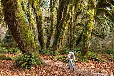 Hall of Mosses rainforest, Olympic National Park, UNESCO World Heritage Site, Washington State, United States of America, North America