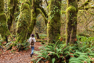 Hall of Mosses rainforest, Olympic National Park, UNESCO World Heritage Site, Washington State, United States of America, North America