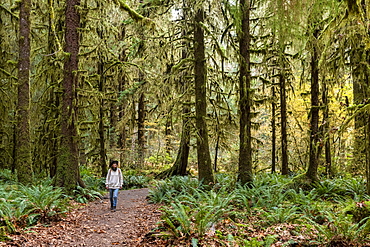 Hall of Mosses rainforest, Olympic National Park, UNESCO World Heritage Site, Washington State, United States of America, North America