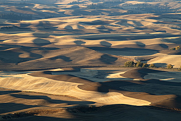 Farmland in the Palouse, Palouse, Washington State, United States of America, North America