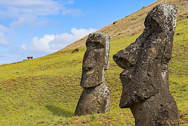 Moai heads of Easter Island, Rapa Nui National Park, UNESCO World Heritage Site, Easter Island, Chile, South America