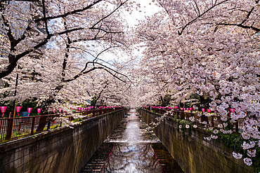 Meguro River during cherry blossom time, Tokyo, Japan, Asia