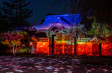 Night time illumination at temples during the cherry blossom (sakura) season and festivals in Kyoto, Honshu, Japan, Asia