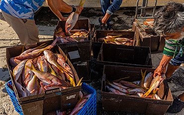 Fishermen in Puero Juarez, Quintana Roo state,Mexico