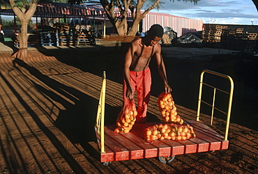 South africa packing oranges. Northern province