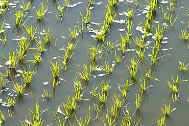 Myanmar (burma) rice paddy fields on the irrawady river near sagaing