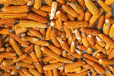 Maize, indonesia. East java. Maize drying in the sun in a village