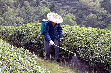 China peasants spraying fertilizer on tea plants during harvest time in yunnan province