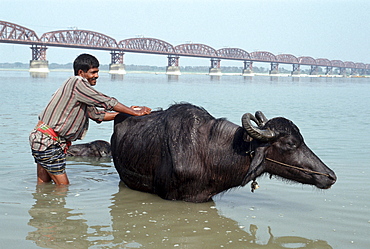 Bangladesh, washing bull in chittagong.