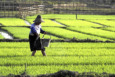 Rice growing, china. Yunnan province. Female farmer working in a paddy field