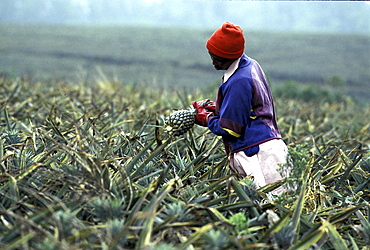 Harvest, south africa. Eastern cape, bathurst. Agricultural worker picking pineapples