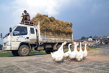 China truck loaded with hay during harvest time in yunnan province