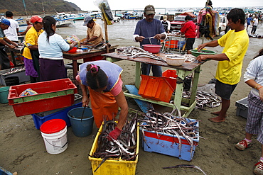 Ecuador. Fishermen bring their catch for sale at puerto lopez on the pacific coast