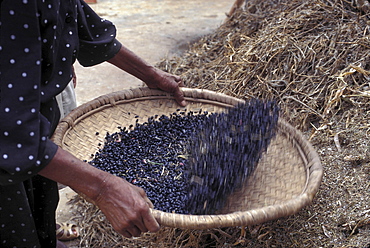 Cooking, haiti. Gonaives. Cleaning beans before cooking