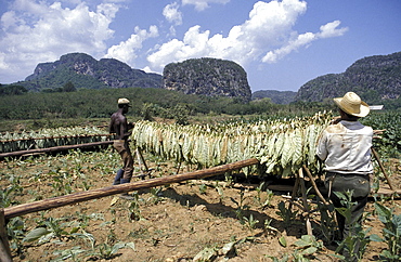 Tobacco growing, cuba. Pinar del rio province, vinales