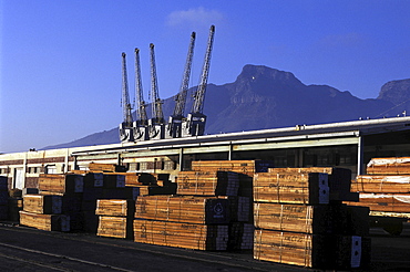 Logging, south africa. Cape town. Timber ready for export at the harbour