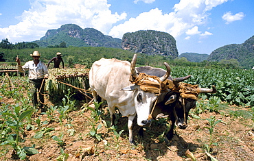 Cuba, storing tobacco, vinales. Pinar del rio province.