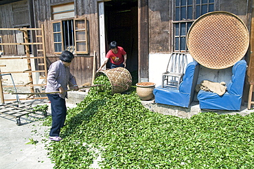 China drying tea leaves after harvest in fujian province