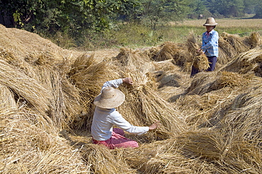 Myanmar (burma) agricultural work near mandalay