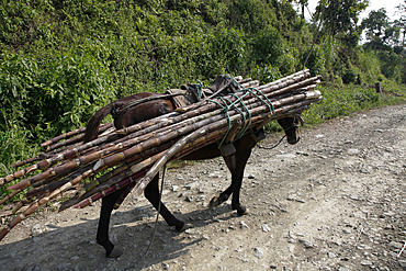 Sugar plantation and production in the lowlands of Ecuador, South America