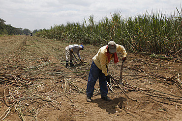 Sugar harvesting and production in the lowlands of Ecuador, South America