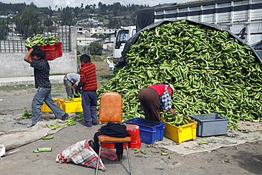 Bananas for sale on market day in the town of Riobamba in the highlands of Ecuador, South America