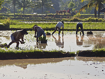 Rice farmers planting new crop in the highlands in Bali, Indonesia, Southeast Asia, Asia