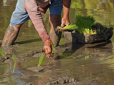 Rice farmer planting new crop in the highlands in Bali, Indonesia, Southeast Asia, Asia