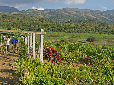 Red Mountain winery near Inle Lake, Shan State, Myanmar (Burma), Asia