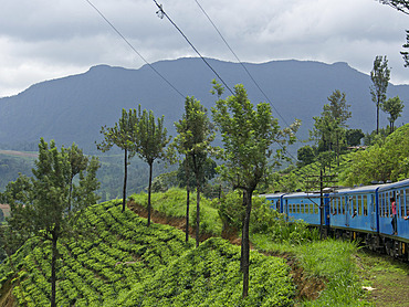 Tea plantations on train journey from Kandy to Ella, in the highlands of Sri Lanka, Asia