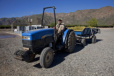 Etchart vineyard in Cafayate region, Salta, Argentina, South America